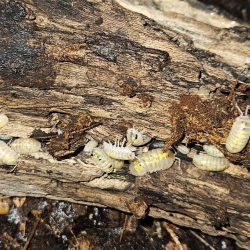 Vulgare Dalmatian Isopods