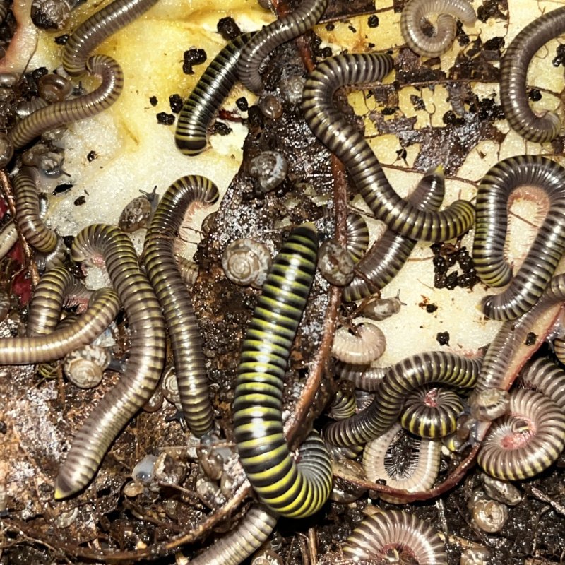 Bumblebee millipedes