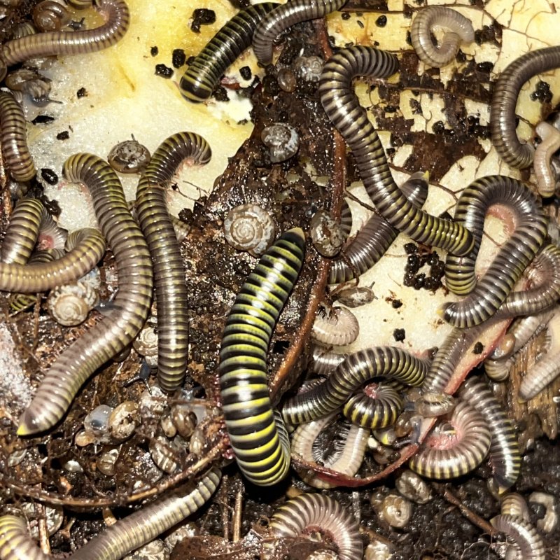 Bumblebee millipedes