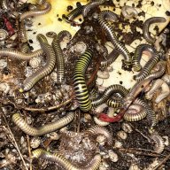 Bumblebee millipedes