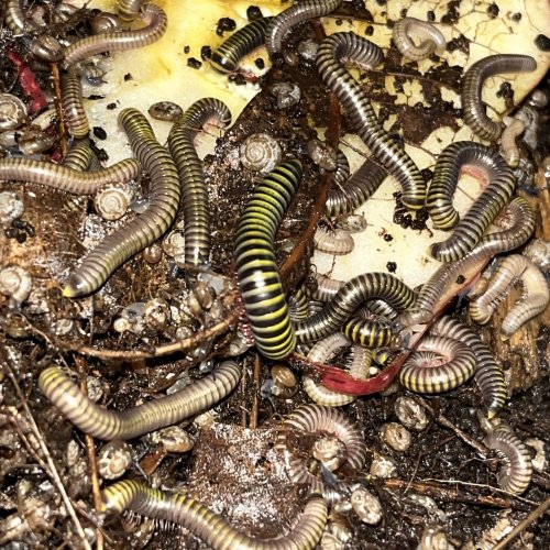 Bumblebee millipedes