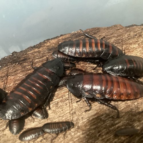 Grompadorhina portentosa “Masaola” 12 cnt