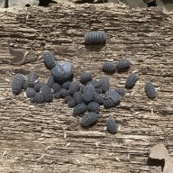 Armadillo tuberculatus 12cnt