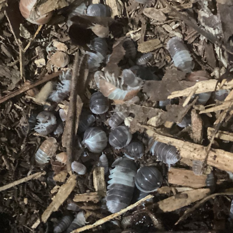 Cubaris sp. “Panda King” 20cnt