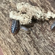 Armadillidium klugii “Slano” 12cnt