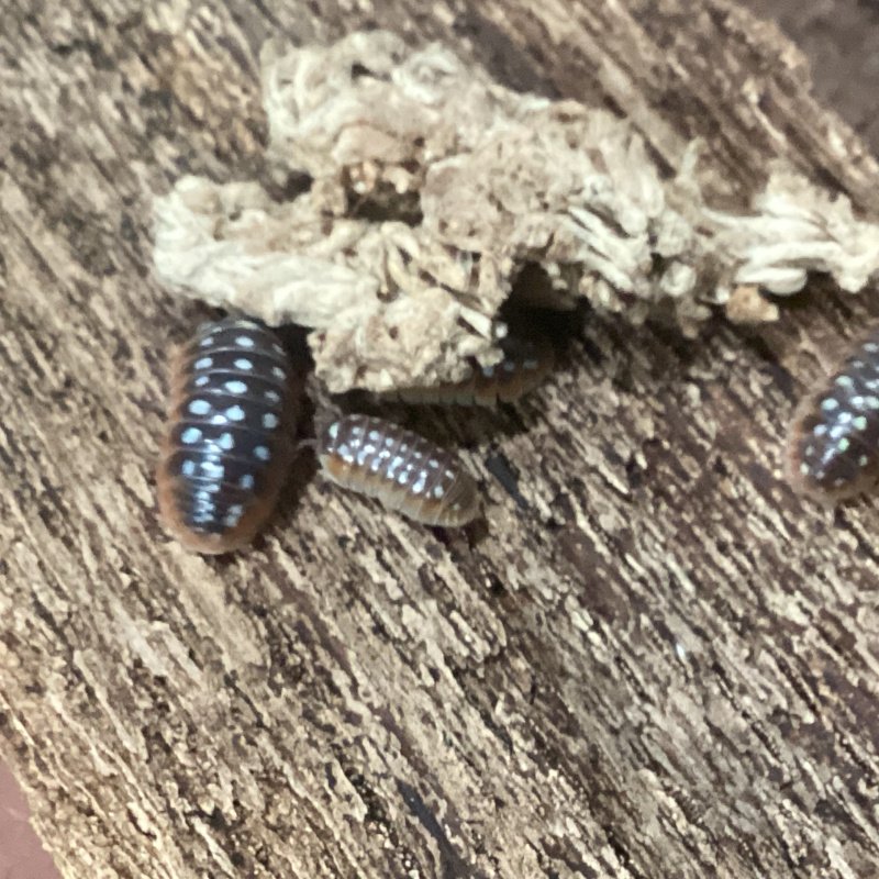 Armadillidium klugii “Slano” 12cnt