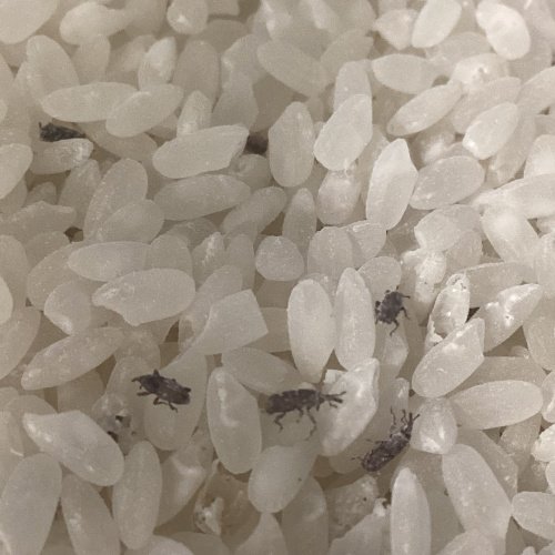 Sitophilus oryzae “Ruskin Florida”