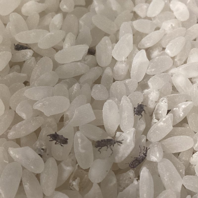 Sitophilus oryzae “Ruskin Florida”