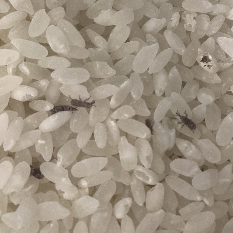 Sitophilus oryzae “Ruskin Florida”