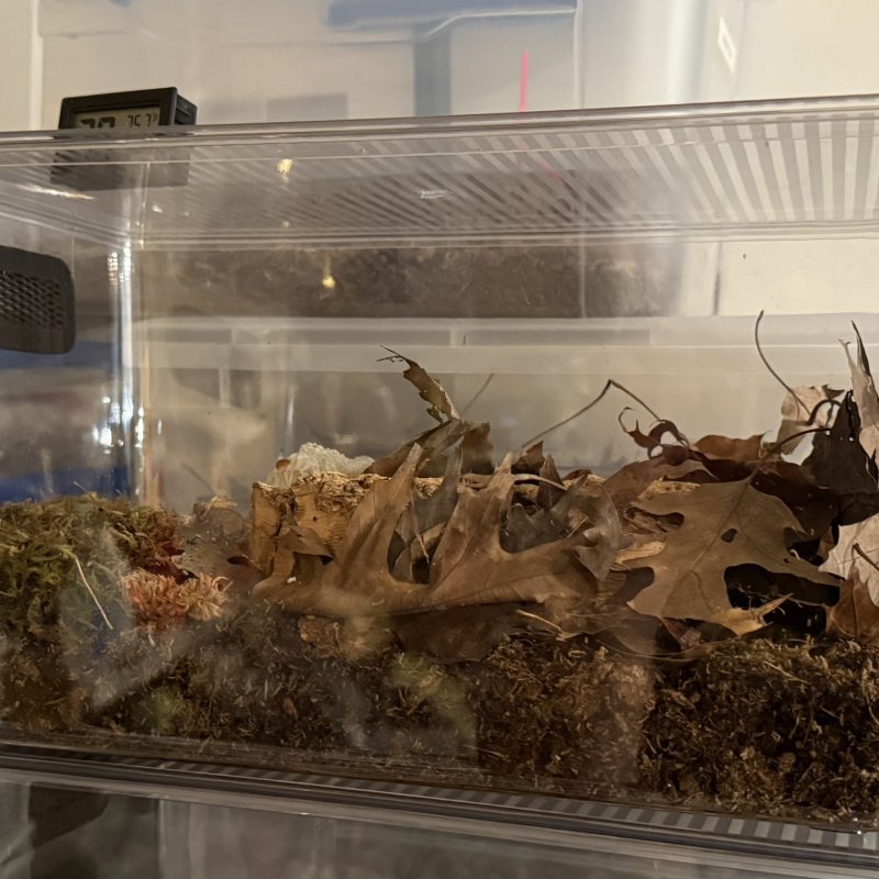 Isopod crystal clear display bins