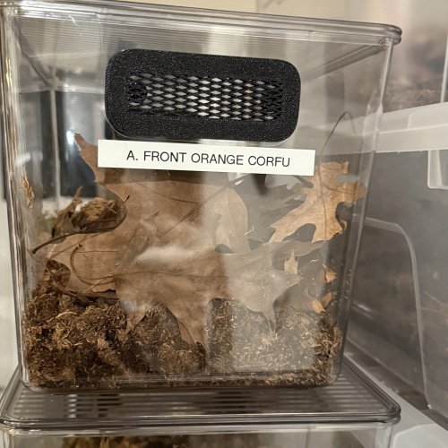 Isopod crystal clear display bins