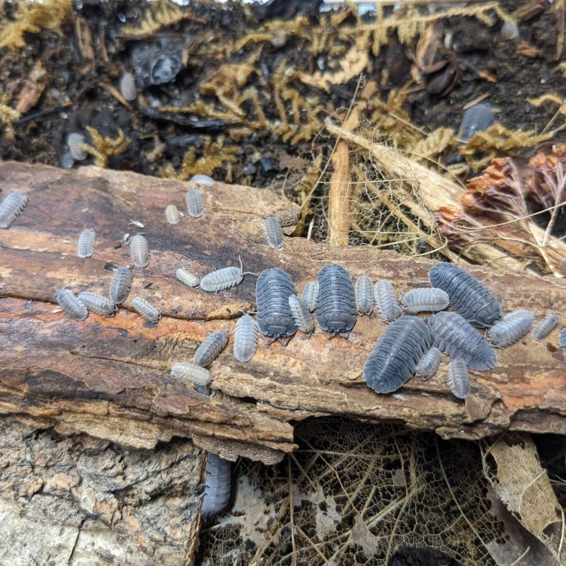 Armadillidium peraccae – 15 count