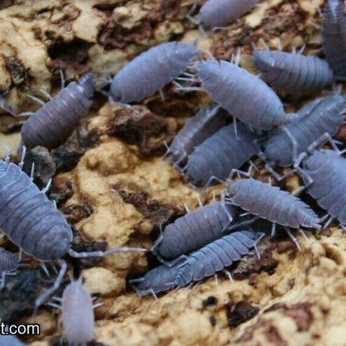 Powdery blue isopods 25CT