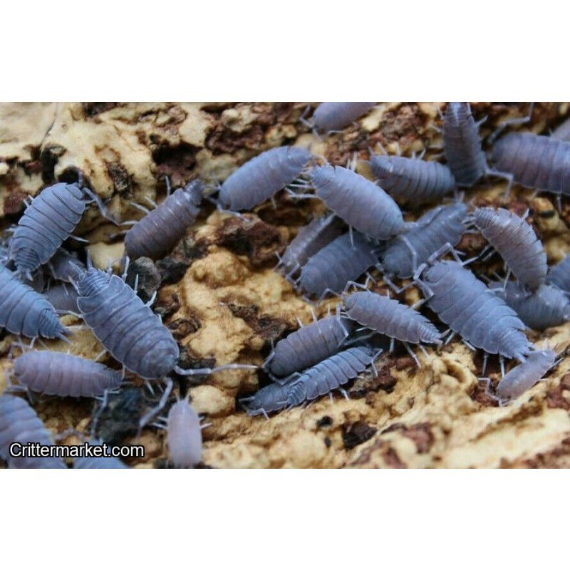 Powdery blue isopods 25CT