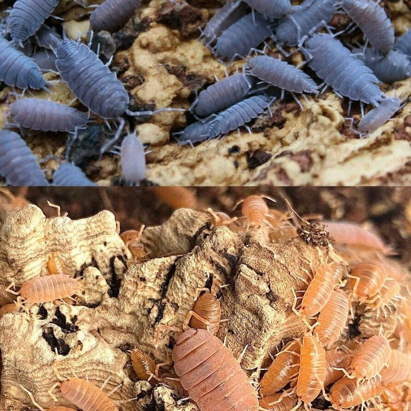 POWDERY BLUE AND POWDERY ORANGE ISOPODS, FREE SHIPPING!  20 OF EACH in 2 CUPS