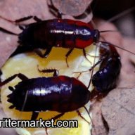 African Bullet Roach, Blattidae sp