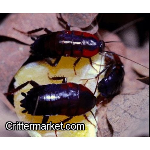 African Bullet Roach, Blattidae sp