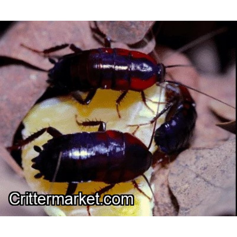 African Bullet Roach, Blattidae sp