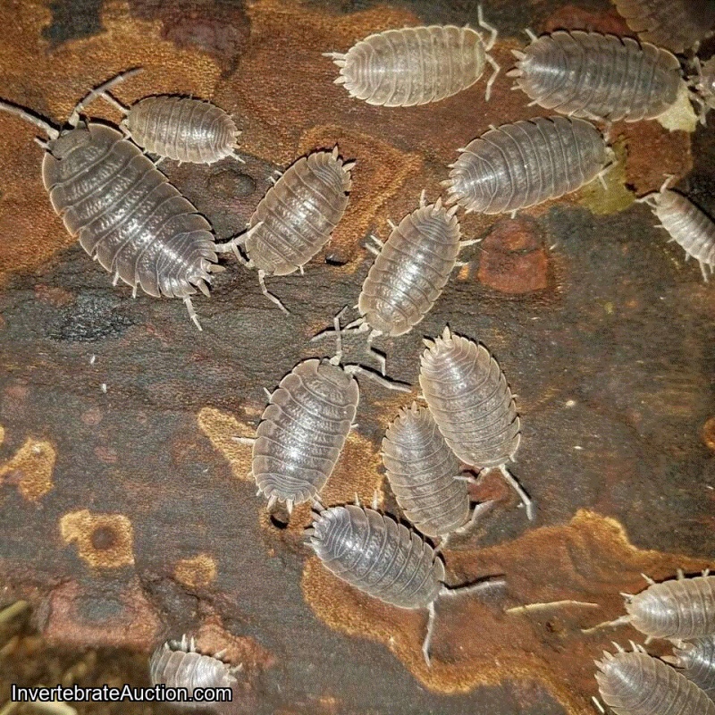 15 Giant canyon isopods (Porcellio dilatatus). Large Soft Bodied Insect