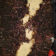 500 Red Worms. Composting Worms, eisenia fetida