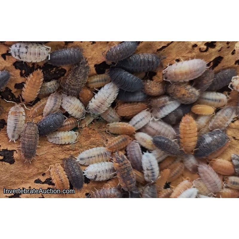 Isopods, Sow Bugs, 100 Mixed Color Scaber Isopods  Free Shipping!!