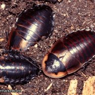 Byrsotria sp. “Cuba” ​”Cuban Burrowing Roach”