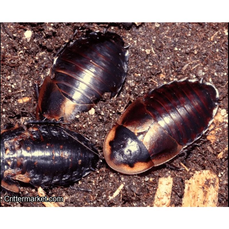 Byrsotria sp. “Cuba” ​”Cuban Burrowing Roach”