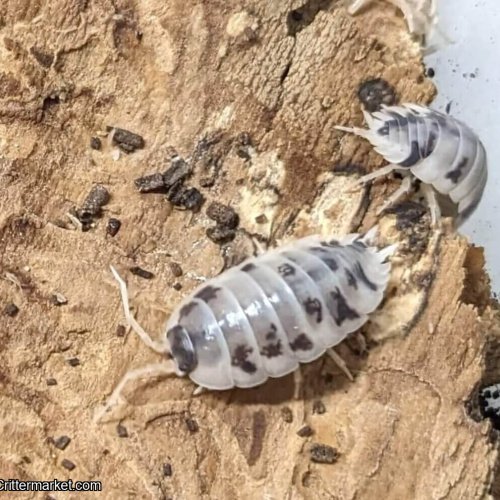 Porcellio laevis “Dairy Cow” – 15 count