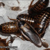 Blaptica dubia ​”Guyana Orange Spotted Roach”