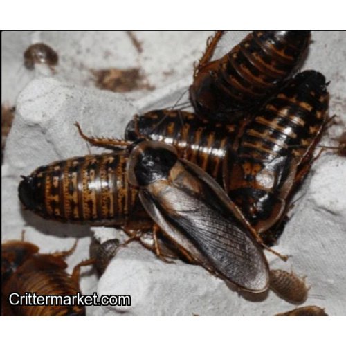 Blaptica dubia ​”Guyana Orange Spotted Roach”