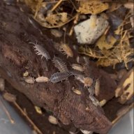 Gene machine isopods