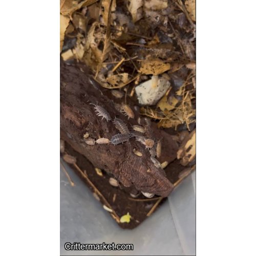 Gene machine isopods