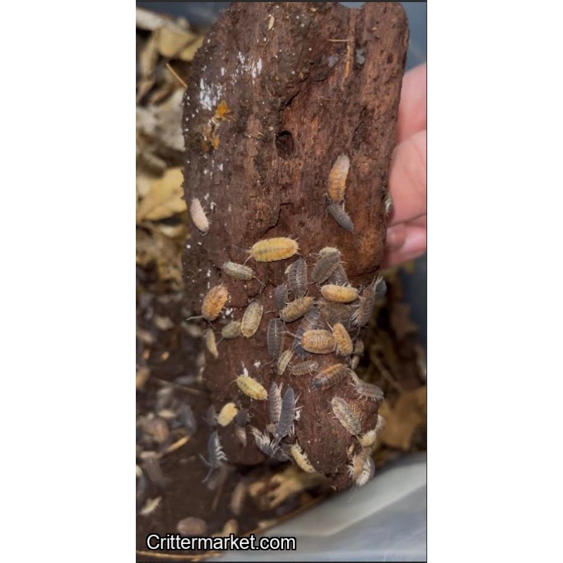 Gene machine isopods