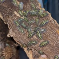 armadillidium gestroi