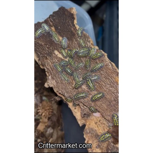 armadillidium gestroi