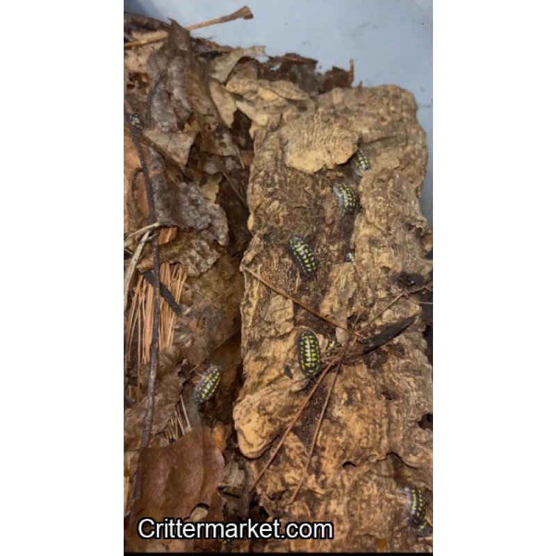 armadillidium gestroi