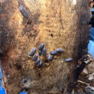 Armadillo officinalis (Hissing isopod)