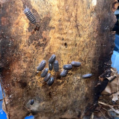 Armadillo officinalis (Hissing isopod)