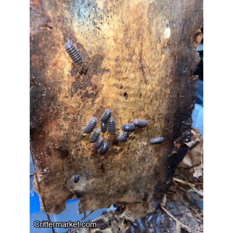 Armadillo officinalis (Hissing isopod)