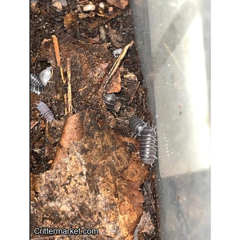 Armadillo officinalis (Hissing isopod)