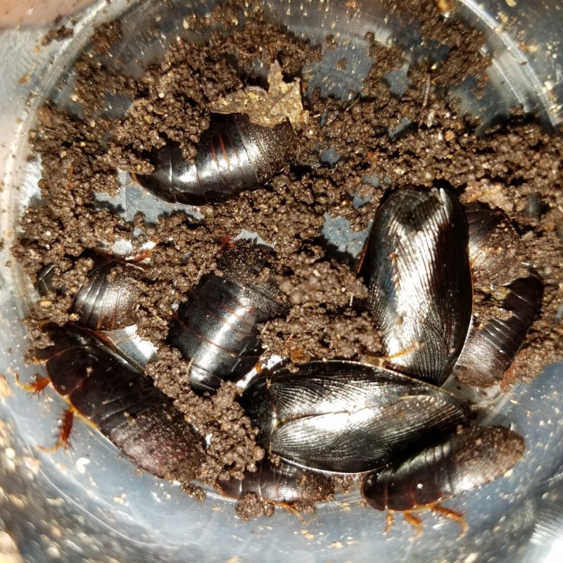 STARTER COLONY 24 SHADOW ROACHES Pycnoscelus nigra!