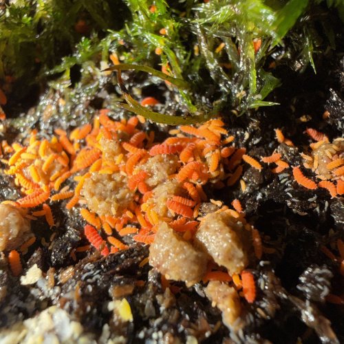 Dirt Cheetos (Yuukianura aphoruroides)