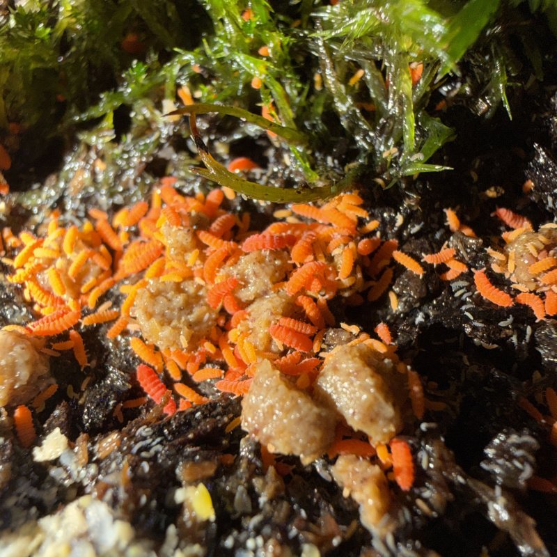 Dirt Cheetos (Yuukianura aphoruroides)