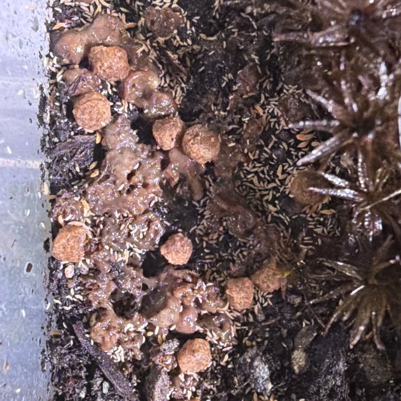 Moldless bananas (Ceratophysella sp)