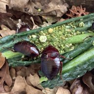 Porcellio scaber "Dalmation" 12cnt