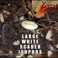 12 WHITE PORCELLIO SCABER ISOPODS!