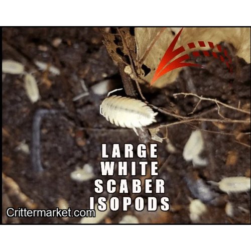 12 WHITE PORCELLIO SCABER ISOPODS!