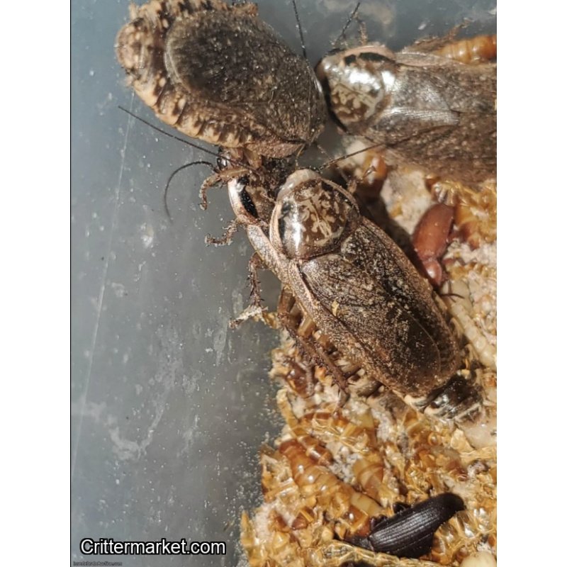 Feeder Variety Pack – 100 Mealworms, 25 Lobster Roaches, 25 Red Runner Roaches