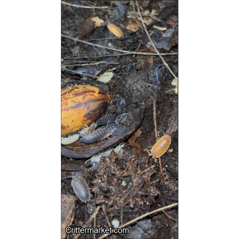 High-Contrast Isopod Bundle: Premium Scabers + Milkbacks