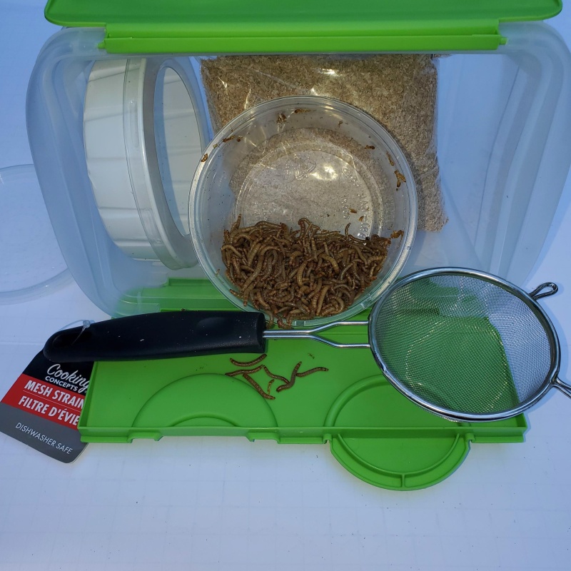 Meal Worm Farm.  Grow Your Own Mealworms For Free.  Mealworm Breeding Kit!